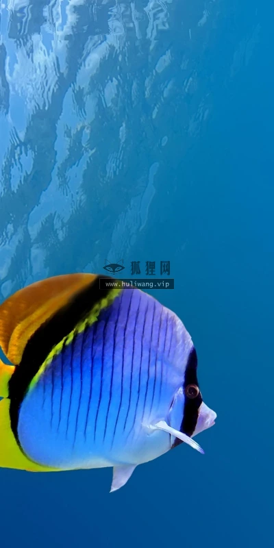 【11549】动物壁纸  2K 高清壁纸2560_1600@青蛙壁纸-笨猫小站