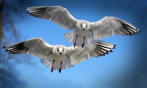 【11552】动物壁纸  2K 高清壁纸2560_1600@青蛙壁纸-笨猫小站