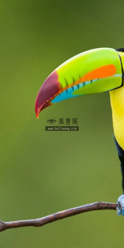 【11553】动物壁纸  2K 高清壁纸2560_1600@青蛙壁纸-笨猫小站