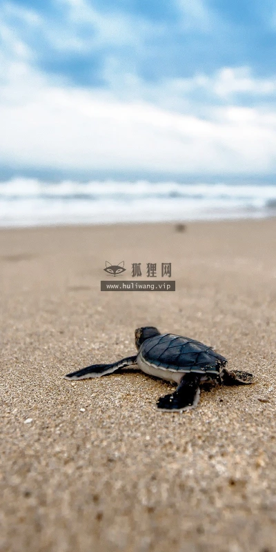 【11554】动物壁纸  2K 高清壁纸2560_1600@青蛙壁纸-笨猫小站