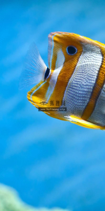 【11557】动物壁纸  2K 高清壁纸2560_1600@青蛙壁纸-笨猫小站