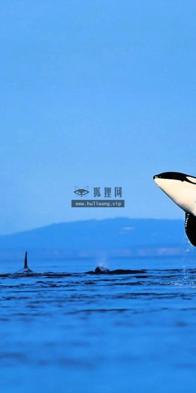 【11559】动物壁纸  2K 高清壁纸2560_1600@青蛙壁纸-笨猫小站