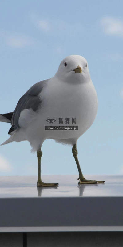 【11560】动物壁纸  2K 高清壁纸2560_1600@青蛙壁纸-笨猫小站