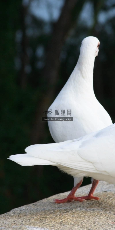 【11562】动物壁纸  2K 高清壁纸2560_1600@青蛙壁纸-笨猫小站