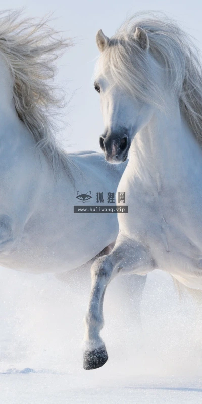 【11563】动物壁纸  2K 高清壁纸2560_1600@青蛙壁纸-笨猫小站