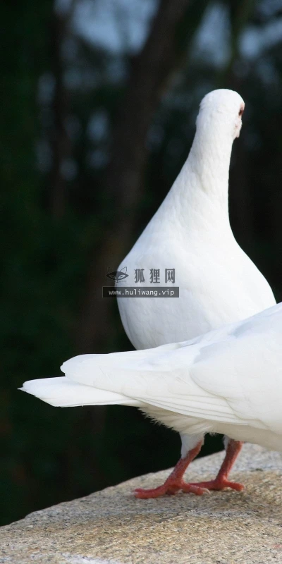 【11565】动物壁纸  2K 高清壁纸2560_1600@青蛙壁纸-笨猫小站