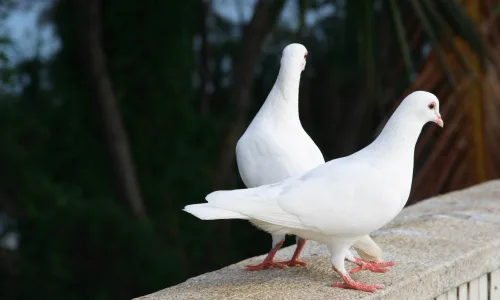 【11565】动物壁纸  2K 高清壁纸2560_1600@青蛙壁纸-笨猫小站