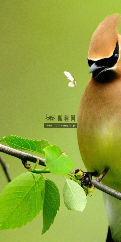 【11566】动物壁纸  2K 高清壁纸2560_1600@青蛙壁纸-笨猫小站