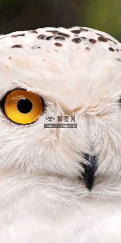 【11567】动物壁纸  2K 高清壁纸2560_1600@青蛙壁纸-笨猫小站