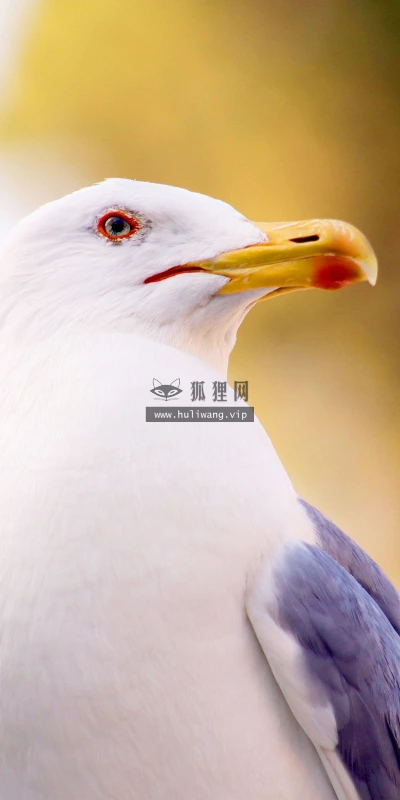【11569】动物壁纸  2K 高清壁纸2560_1600@青蛙壁纸-笨猫小站