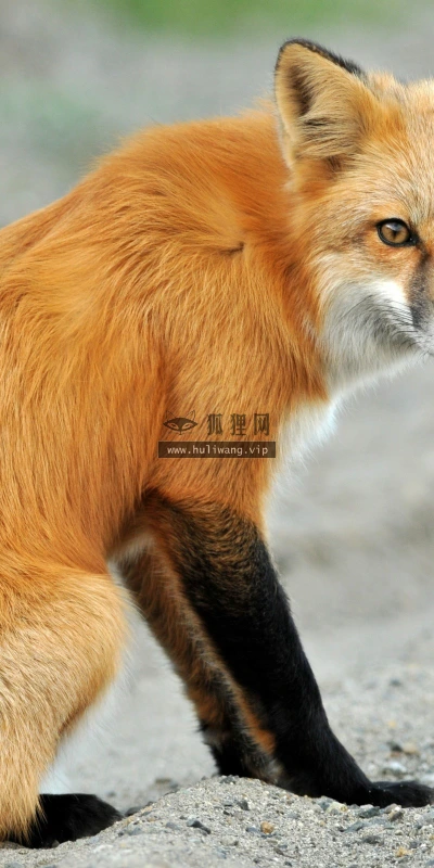 【11571】动物壁纸  2K 高清壁纸2560_1600@青蛙壁纸-笨猫小站
