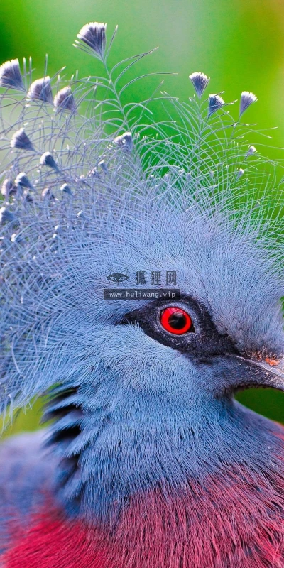 【11572】动物壁纸  2K 高清壁纸2560_1600@青蛙壁纸-笨猫小站
