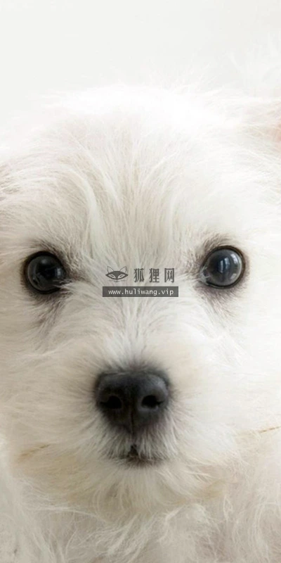 【11573】动物壁纸  2K 高清壁纸2560_1600@青蛙壁纸-笨猫小站