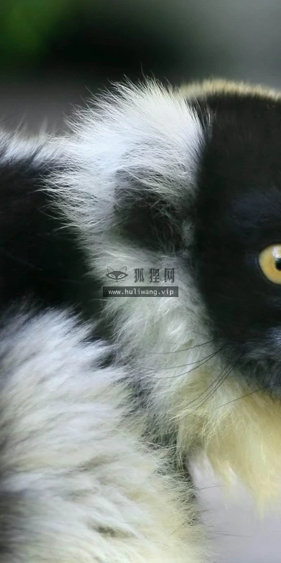 【11574】动物壁纸  2K 高清壁纸2560_1600@青蛙壁纸-笨猫小站