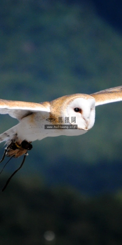 【11577】动物壁纸  2K 高清壁纸2560_1600@青蛙壁纸-笨猫小站
