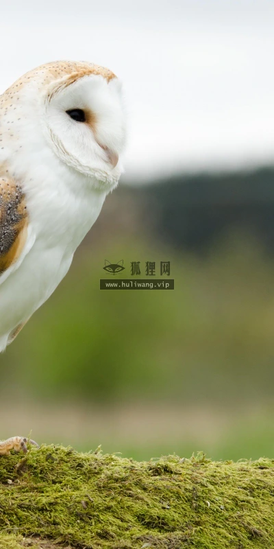 【11580】动物壁纸  2K 高清壁纸2560_1600@青蛙壁纸-笨猫小站
