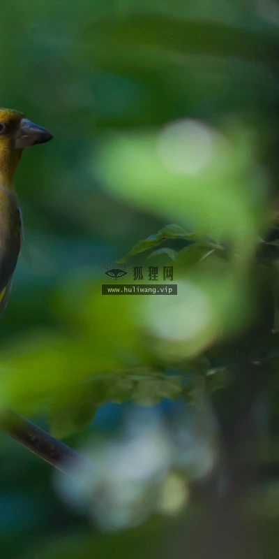 【11581】动物壁纸  2K 高清壁纸2560_1600@青蛙壁纸-笨猫小站
