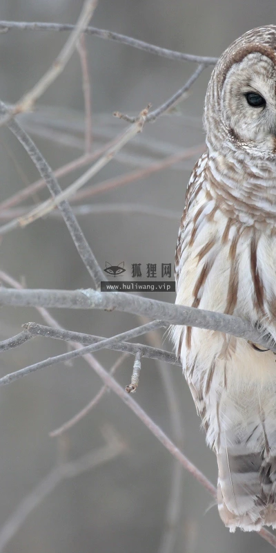 【11582】动物壁纸  2K 高清壁纸2560_1600@青蛙壁纸-笨猫小站