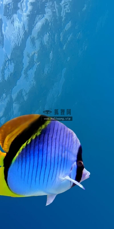 【11586】动物壁纸  2K 高清壁纸2560_1600@青蛙壁纸-笨猫小站