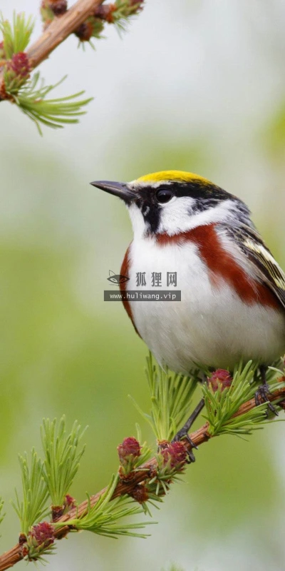 【11588】动物壁纸  2K 高清壁纸2560_1600@青蛙壁纸-笨猫小站