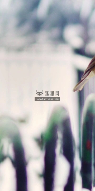 【11590】动物壁纸  2K 高清壁纸2560_1600@青蛙壁纸-笨猫小站