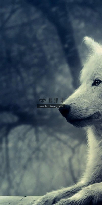 【11591】动物壁纸  2K 高清壁纸2560_1600@青蛙壁纸-笨猫小站