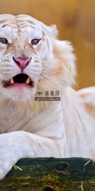 【11593】动物壁纸  2K 高清壁纸2560_1600@青蛙壁纸-笨猫小站