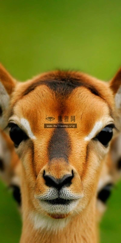 【11595】动物壁纸  2K 高清壁纸2560_1600@青蛙壁纸-笨猫小站