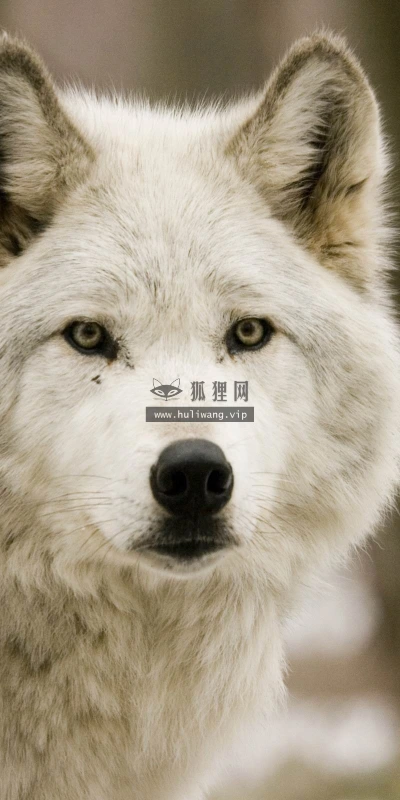 【11599】动物壁纸  2K 高清壁纸2560_1600@青蛙壁纸-笨猫小站
