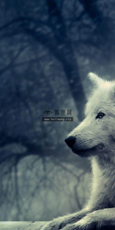 【11606】动物壁纸  2K 高清壁纸2560_1600@青蛙壁纸-笨猫小站