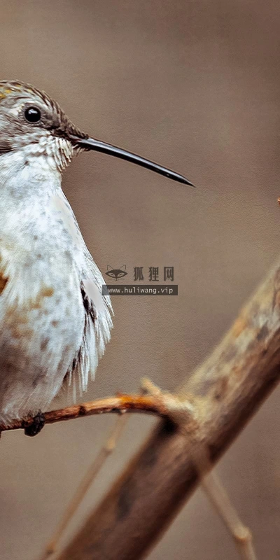 【11611】动物壁纸  2K 高清壁纸2560_1600@青蛙壁纸-笨猫小站
