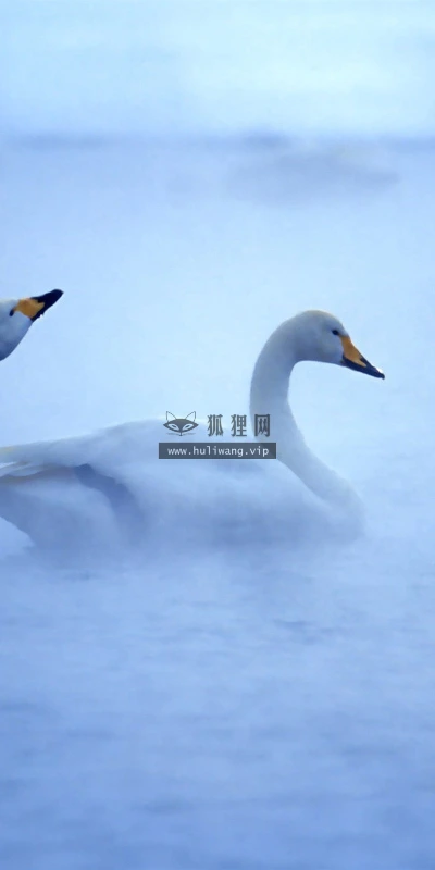 【11616】动物壁纸  2K 高清壁纸2560_1600@青蛙壁纸-笨猫小站