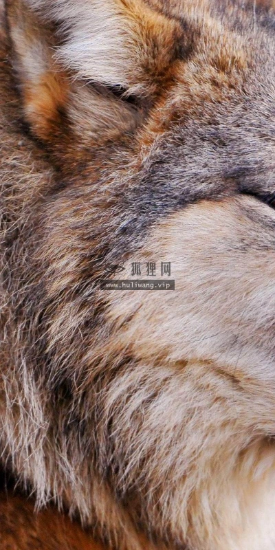 【11617】动物壁纸  2K 高清壁纸2560_1600@青蛙壁纸-笨猫小站