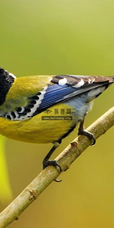 【11619】动物壁纸  2K 高清壁纸2560_1600@青蛙壁纸-笨猫小站