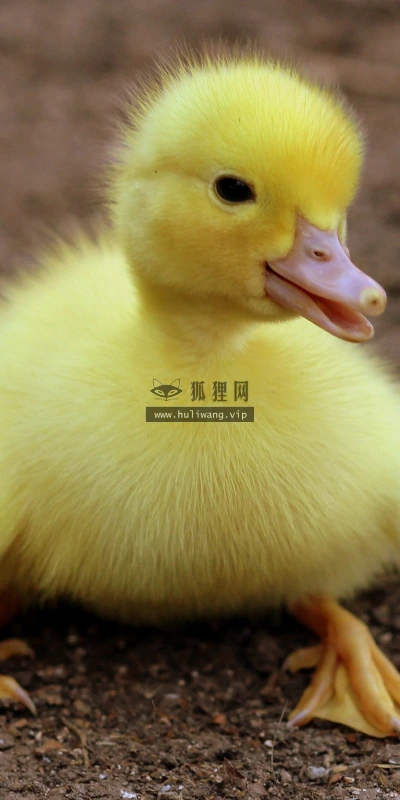 【11621】动物壁纸  2K 高清壁纸2560_1600@青蛙壁纸-笨猫小站