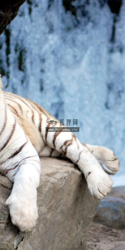 【11622】动物壁纸  2K 高清壁纸2560_1600@青蛙壁纸-笨猫小站