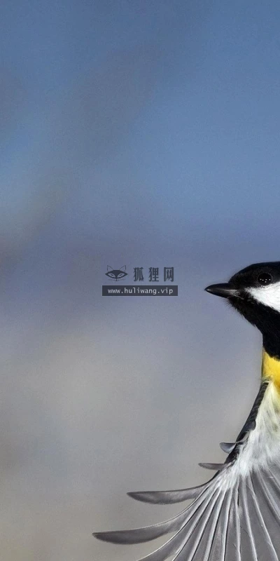 【11624】动物壁纸  2K 高清壁纸2560_1600@青蛙壁纸-笨猫小站