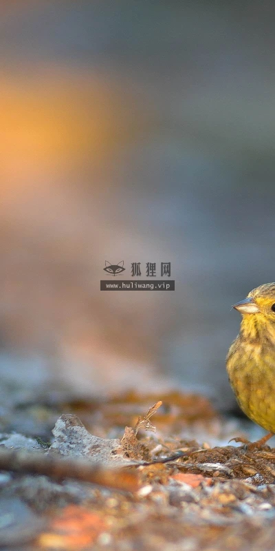 【11625】动物壁纸  2K 高清壁纸2560_1600@青蛙壁纸-笨猫小站
