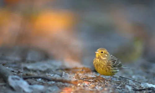 【11625】动物壁纸  2K 高清壁纸2560_1600@青蛙壁纸-笨猫小站