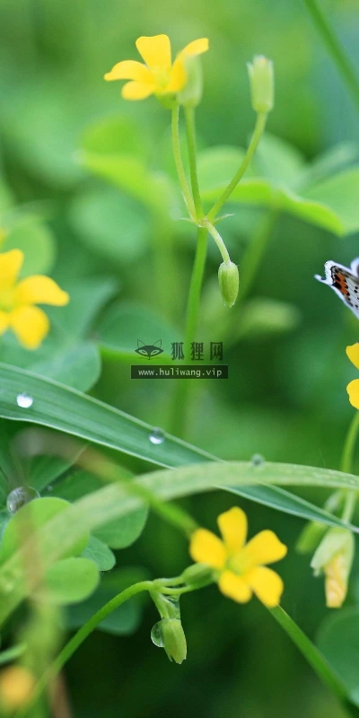 【11627】动物壁纸  2K 高清壁纸2560_1600@青蛙壁纸-笨猫小站