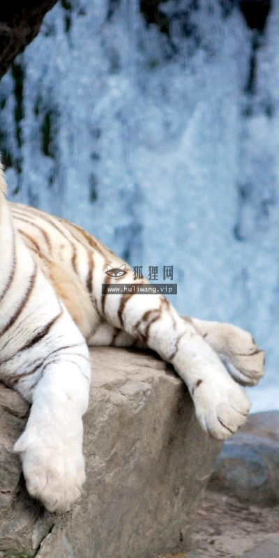 【11628】动物壁纸  2K 高清壁纸2560_1600@青蛙壁纸-笨猫小站
