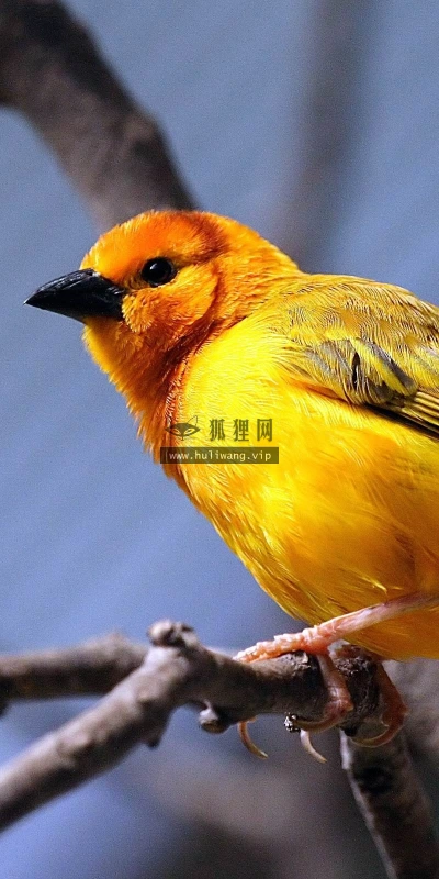 【11630】动物壁纸  2K 高清壁纸2560_1600@青蛙壁纸-笨猫小站