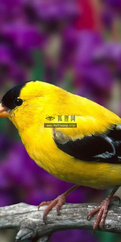 【11631】动物壁纸  2K 高清壁纸2560_1600@青蛙壁纸-笨猫小站