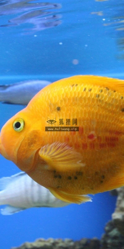 【11635】动物壁纸  2K 高清壁纸2560_1600@青蛙壁纸-笨猫小站