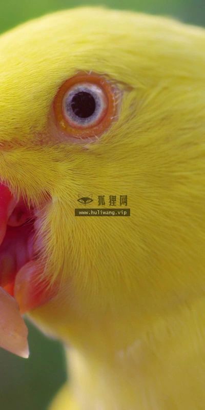 【11639】动物壁纸  2K 高清壁纸2560_1600@青蛙壁纸-笨猫小站