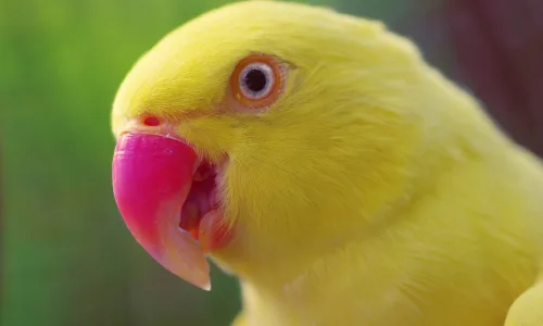 【11639】动物壁纸  2K 高清壁纸2560_1600@青蛙壁纸-笨猫小站