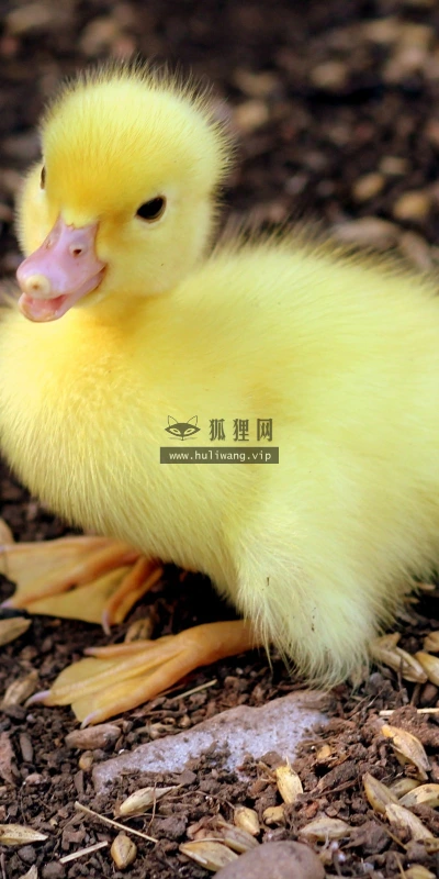 【11641】动物壁纸  2K 高清壁纸2560_1600@青蛙壁纸-笨猫小站