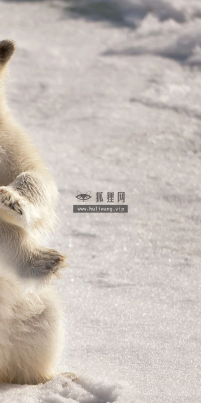 【11642】动物壁纸  2K 高清壁纸2560_1600@青蛙壁纸-笨猫小站