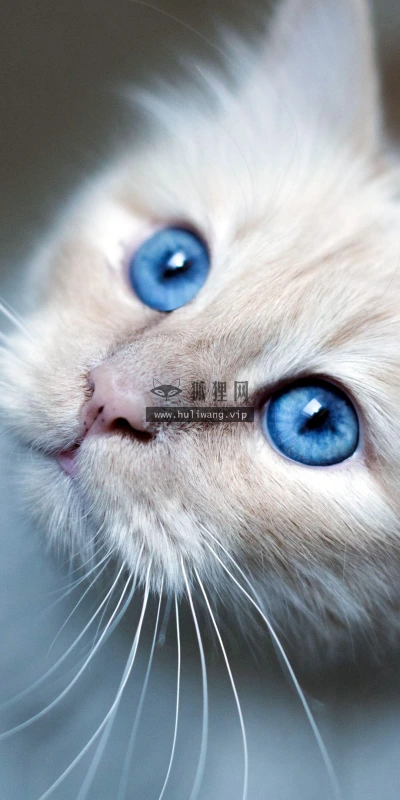 【11646】动物壁纸  4K 超清壁纸3840_2160@青蛙壁纸-笨猫小站