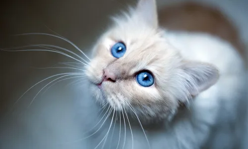 【11646】动物壁纸  4K 超清壁纸3840_2160@青蛙壁纸-笨猫小站